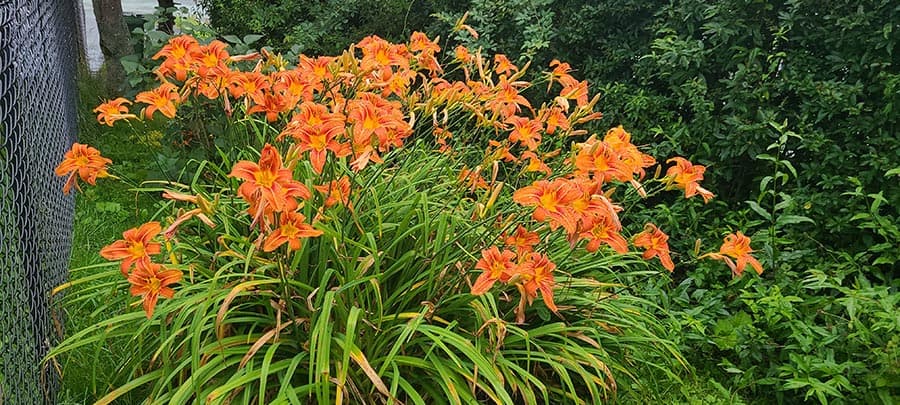 hemerocalle flower