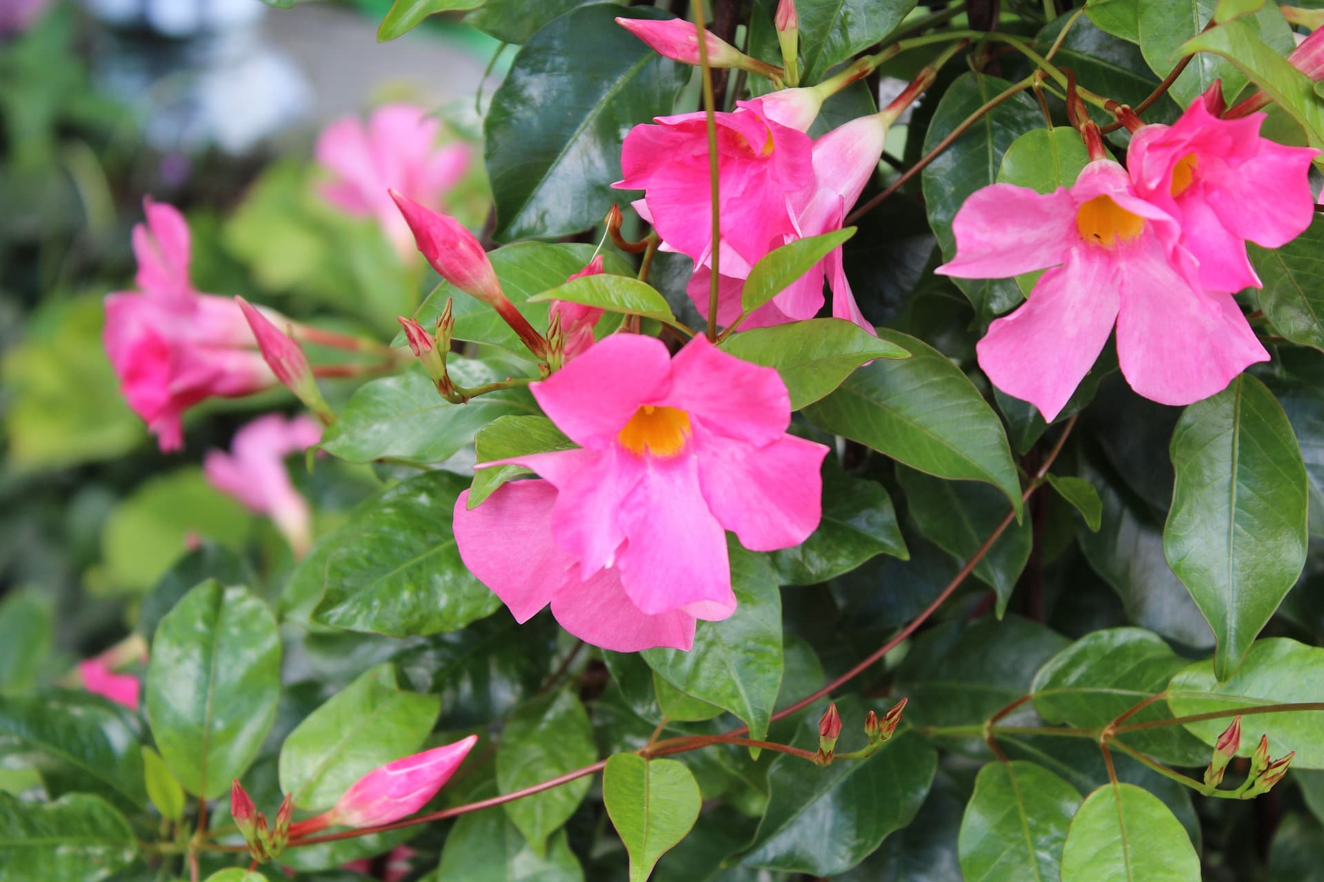 flower dipladenia
