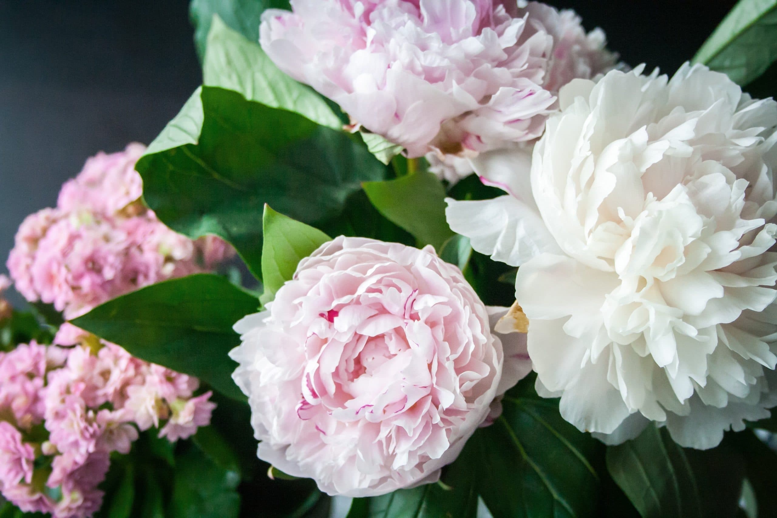 Pivoines en fleur