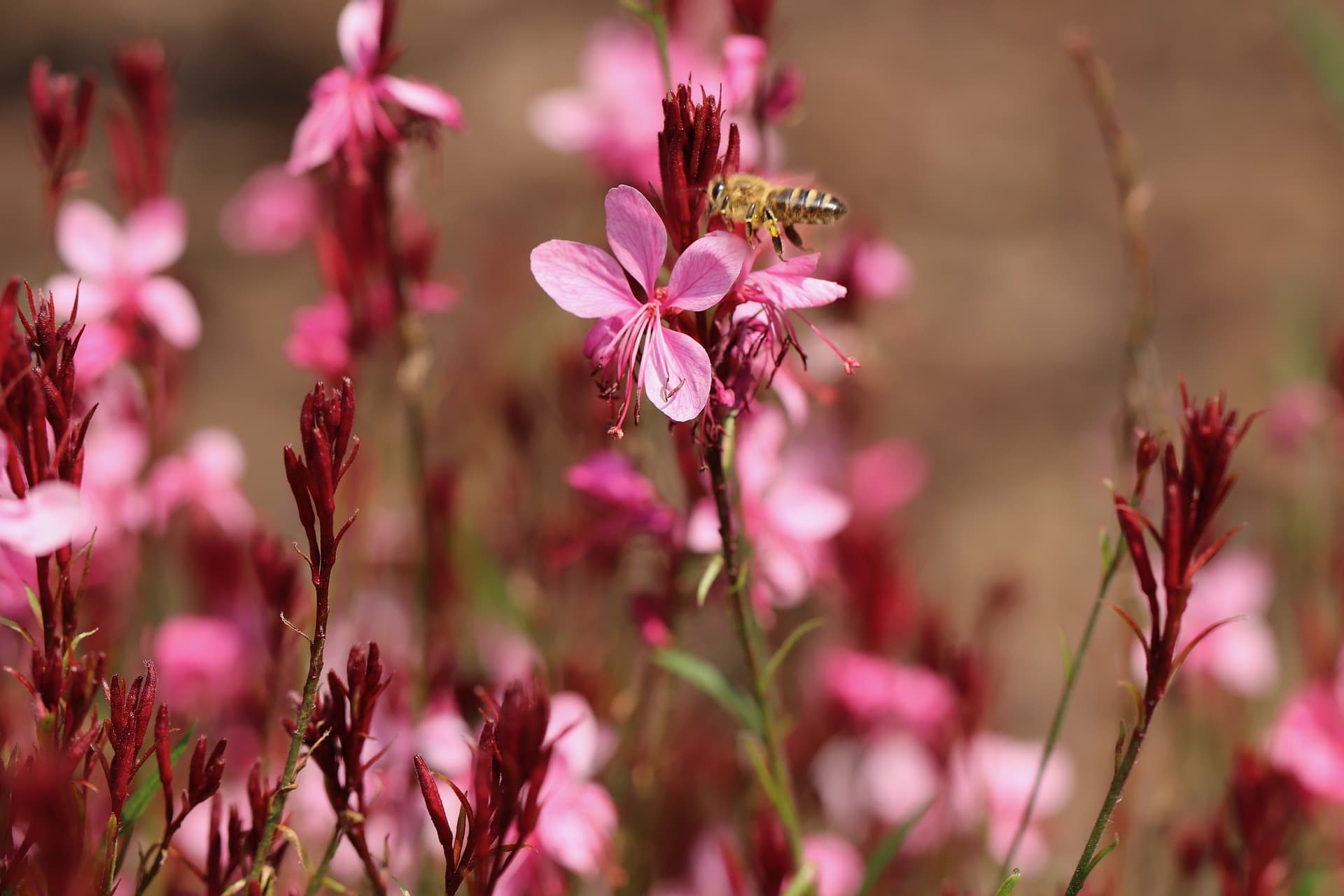 A flower named Gaura