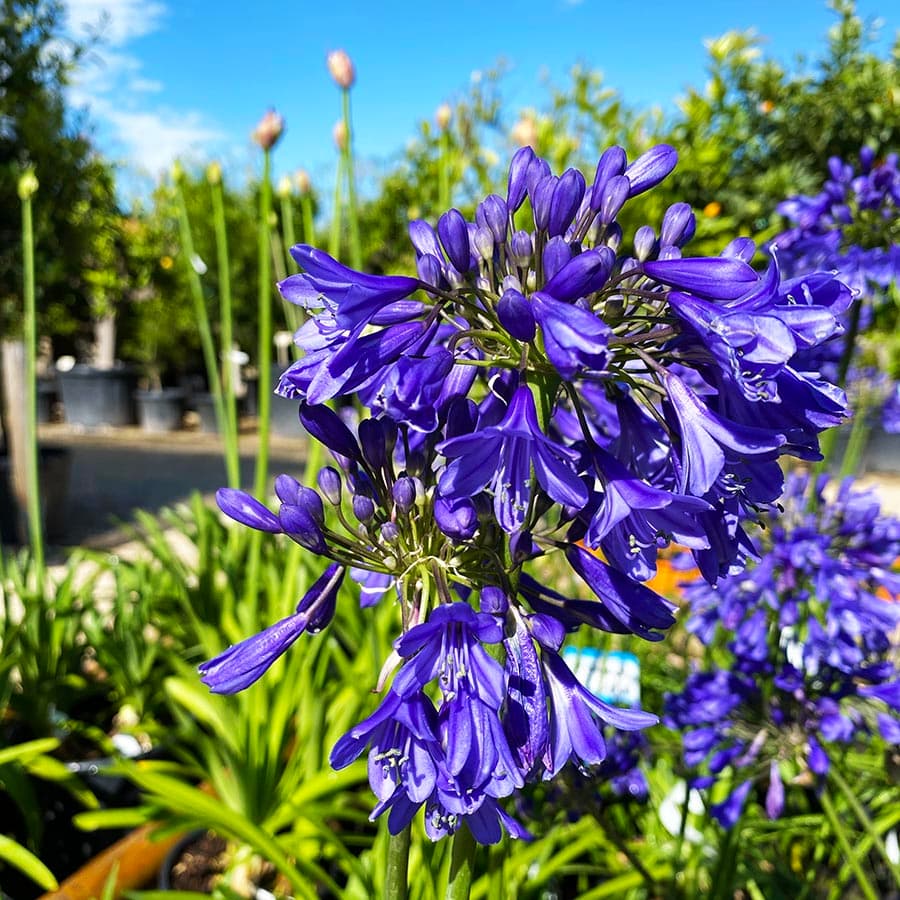 Some blue flowers