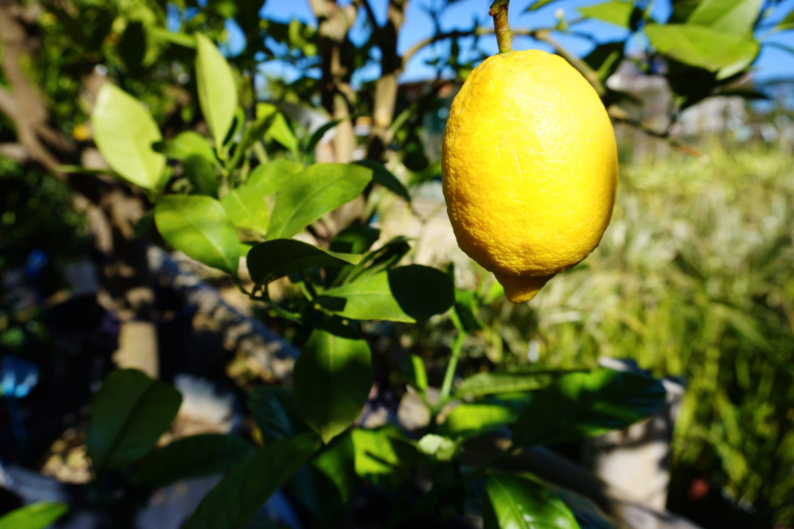 Citrus on a tree