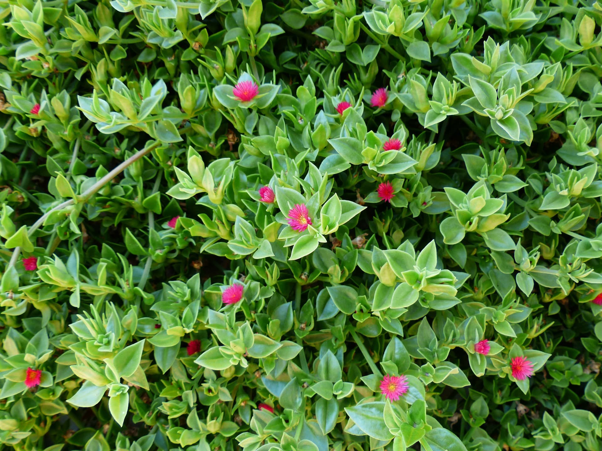 Some flowers and leaves