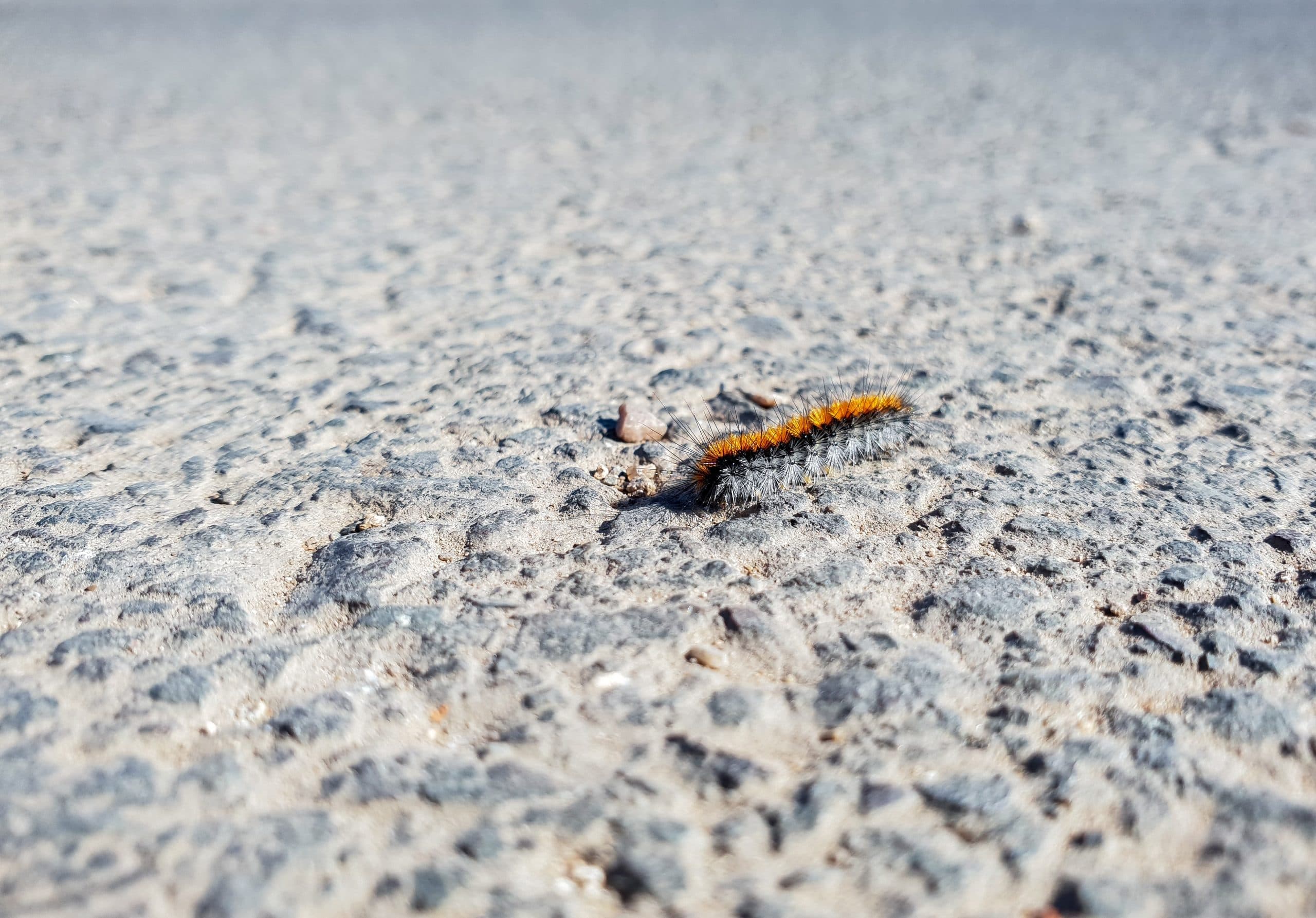une chenille processionnaire