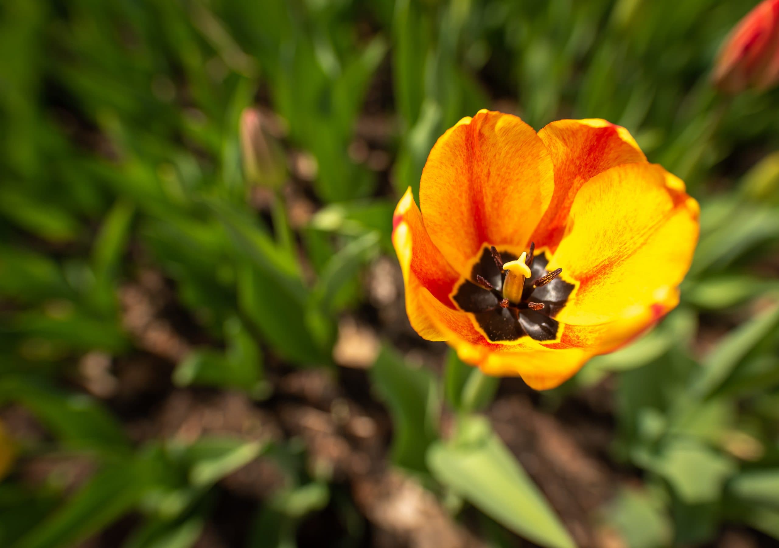 Yellow flower