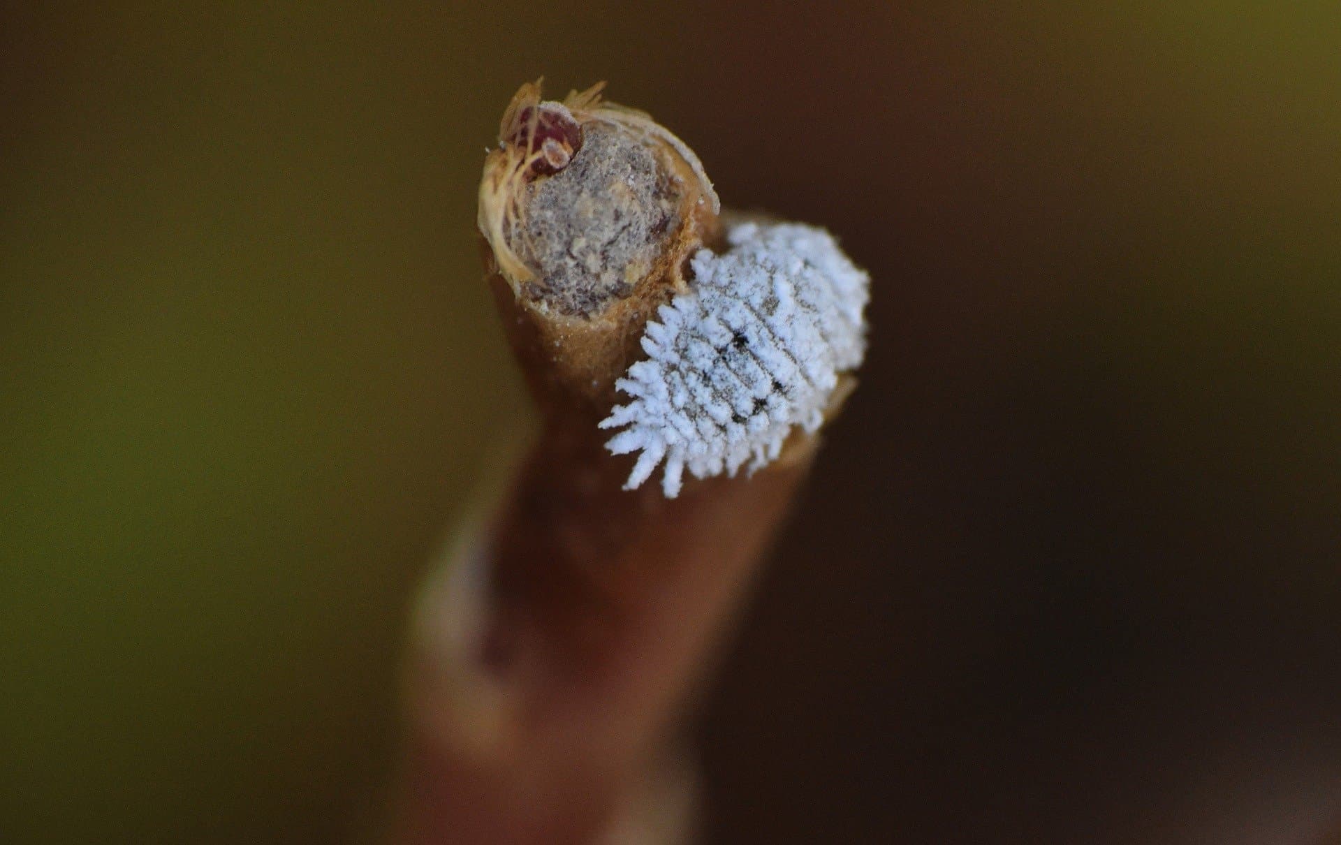 Mealy bug