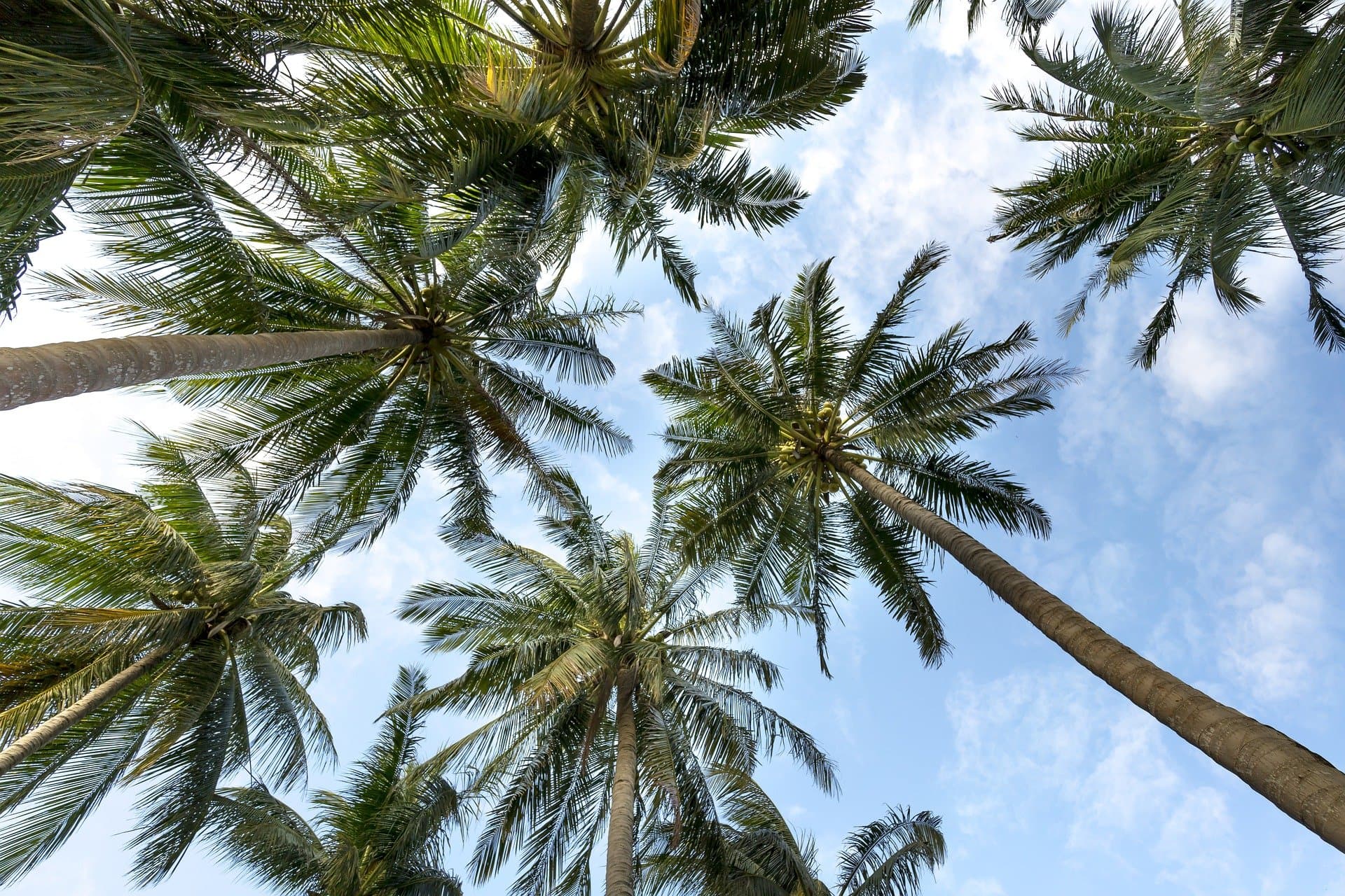 palm tree