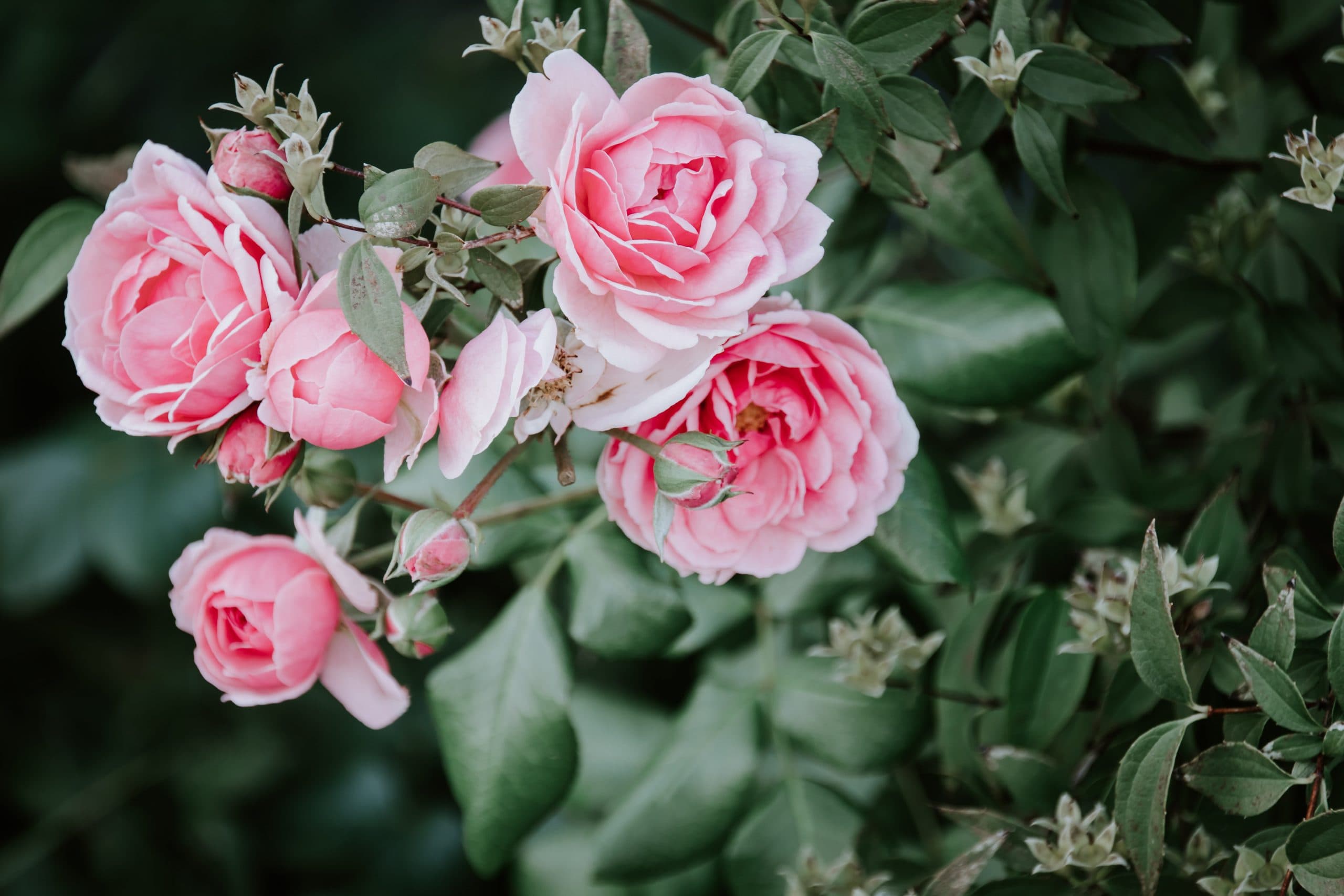 roses