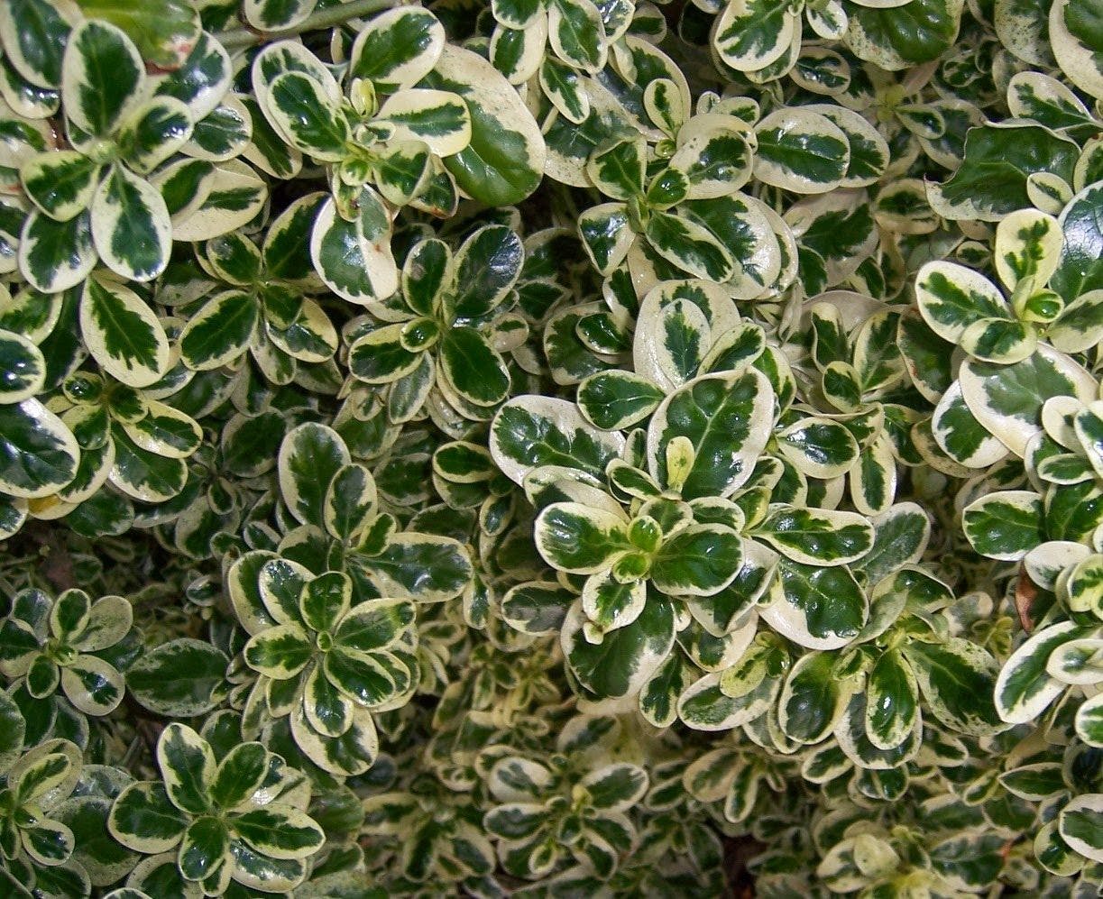 Coprosma's leaves