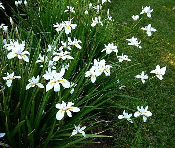 lily grandiflora