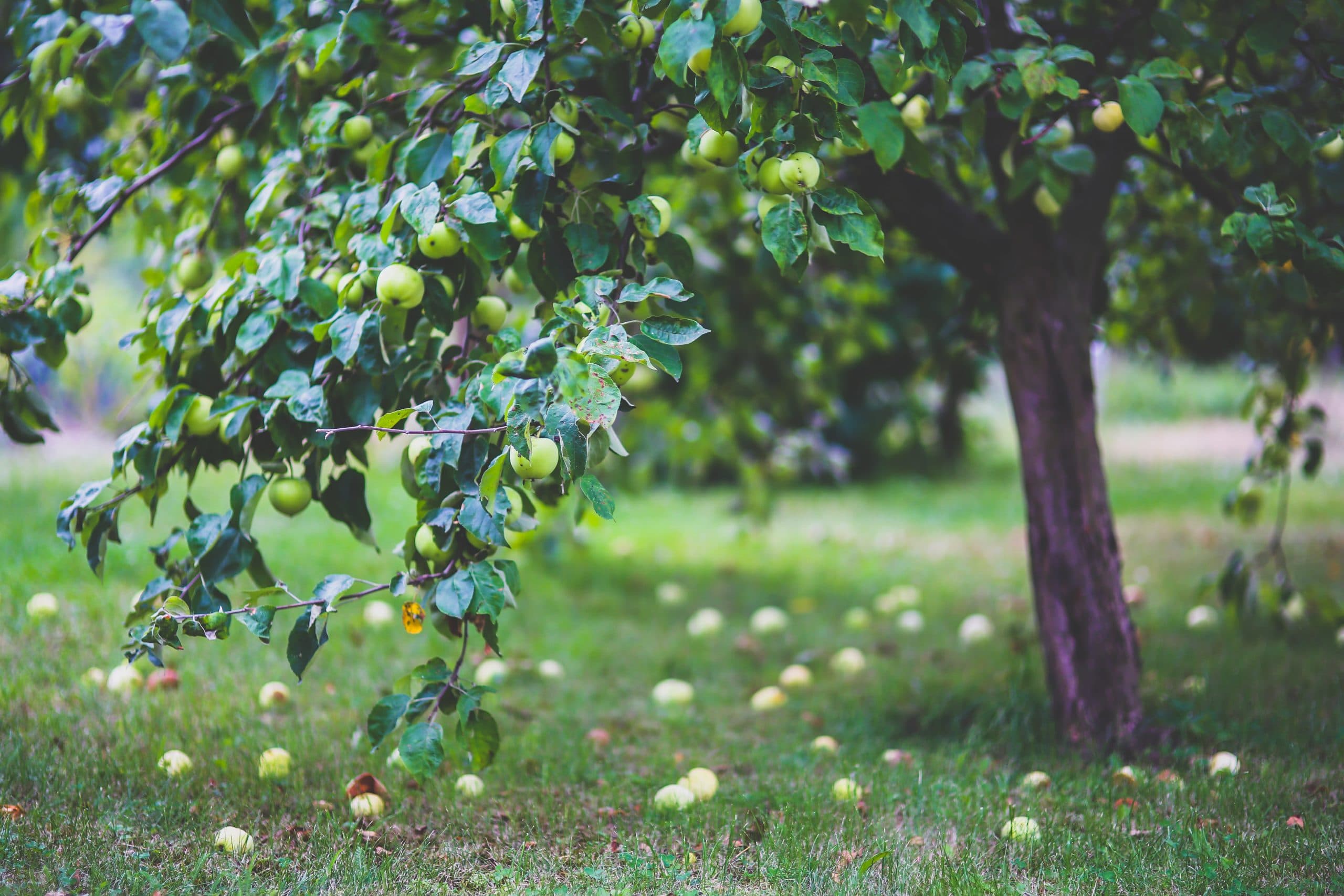 Fruits on a tree