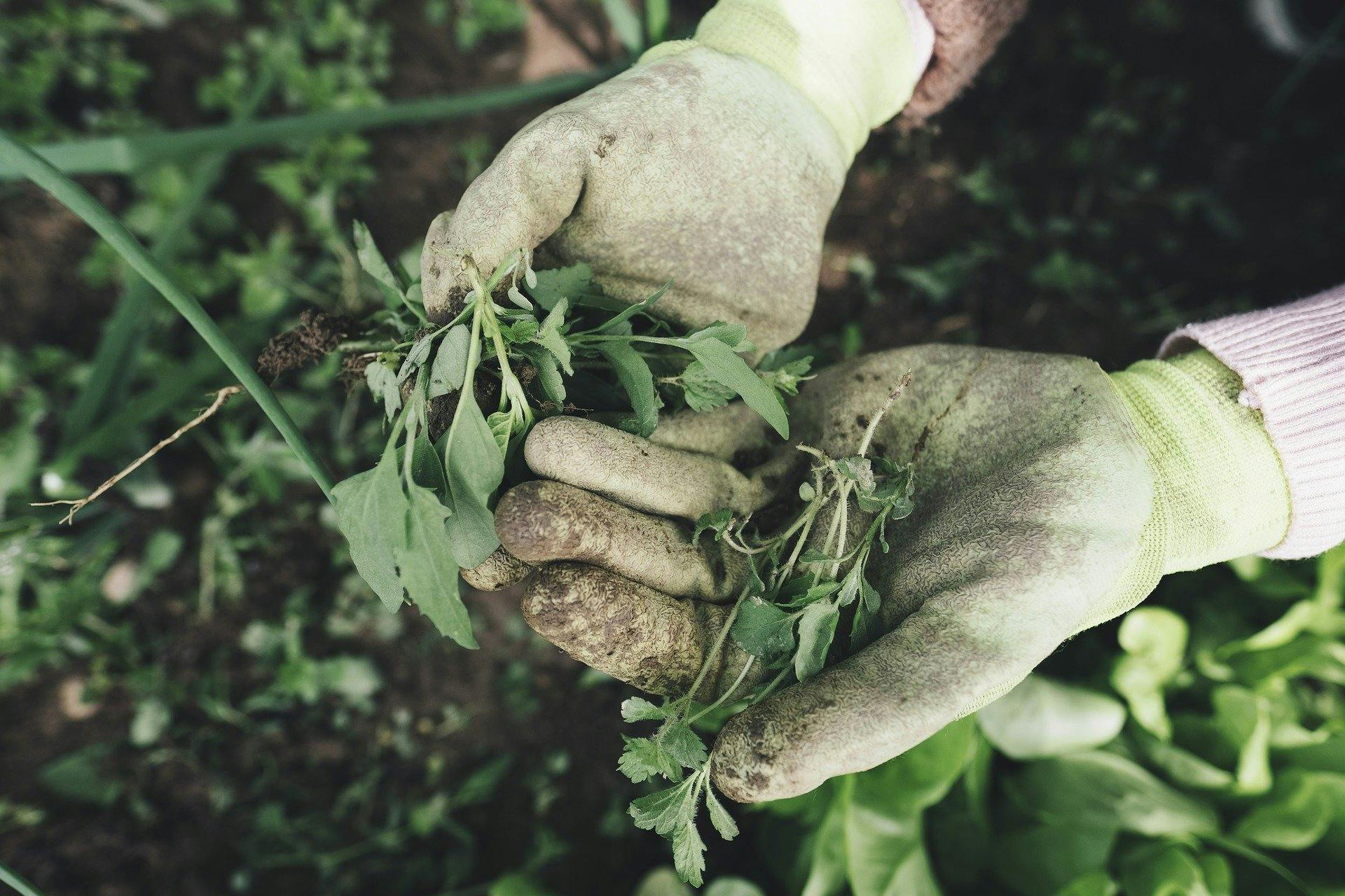Dirty hands while gardening