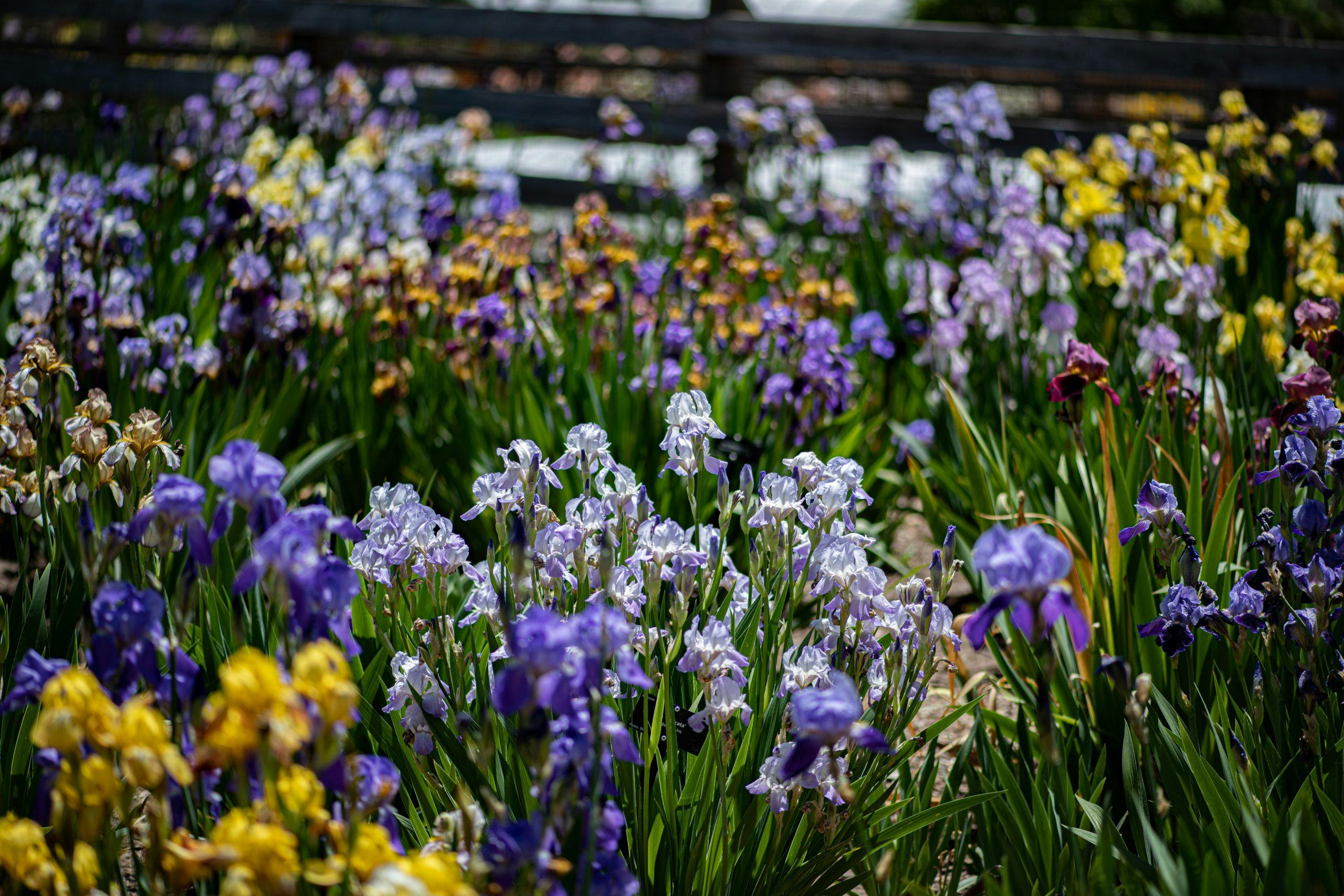 Flowers in a garden, iris