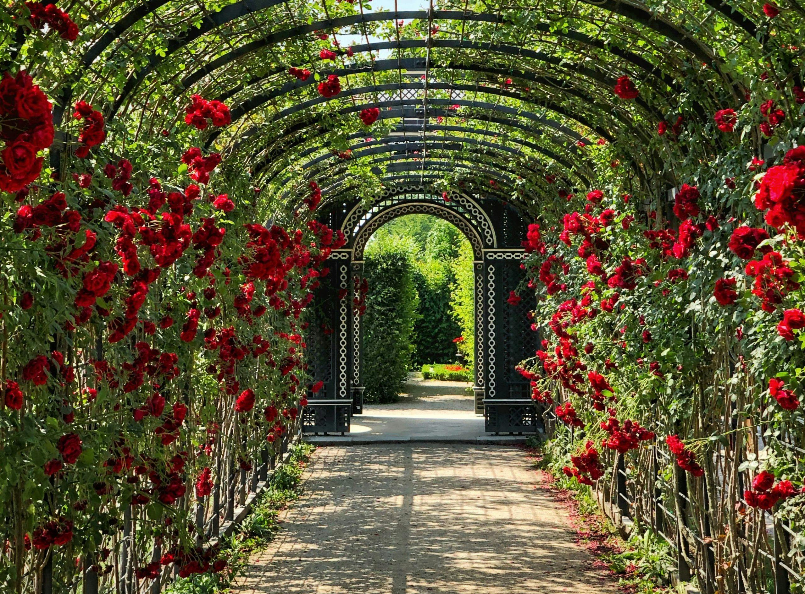 Roses in a garden