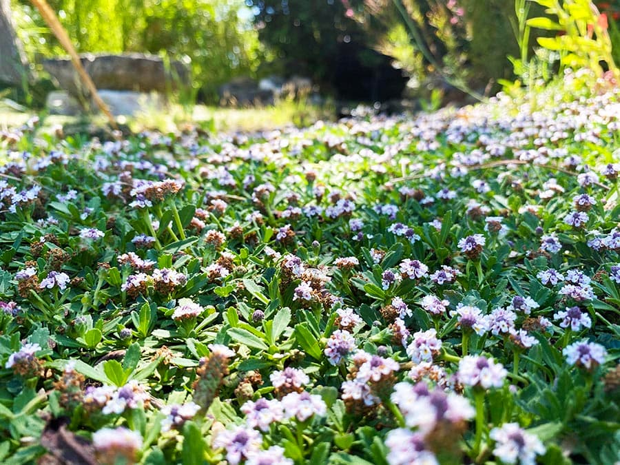 Flowers lippia