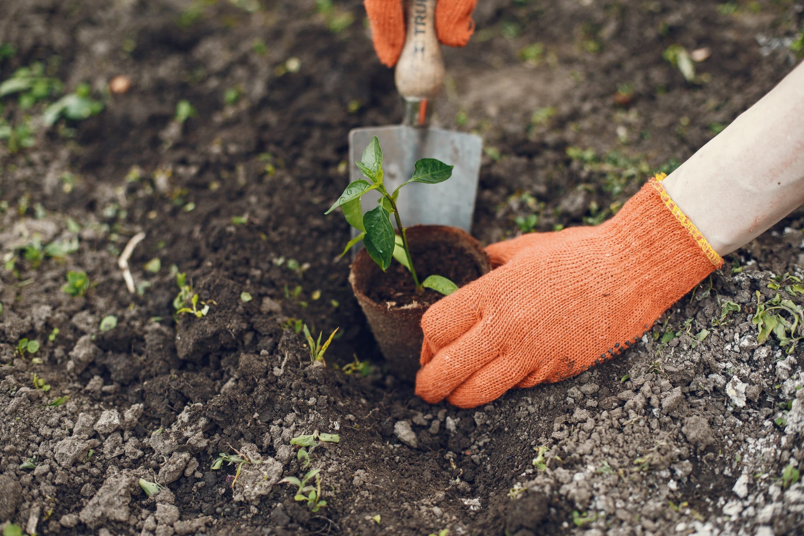 Gardener planting